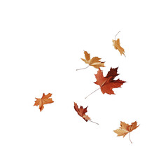 Autumn fall banner with falling maple leaves . Flying color leaves, on white background