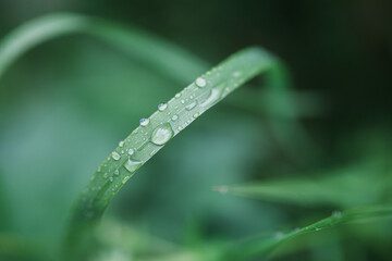 dew drops on grass