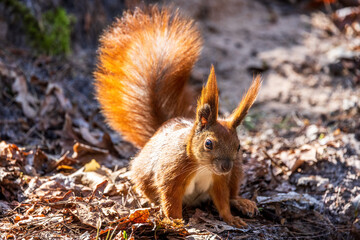 Naklejka na ściany i meble Red squirrel in the forest