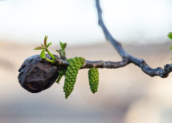 Walnut blooms. Walnuts young leaves and inflorescence on a city background. flower of walnut on the...