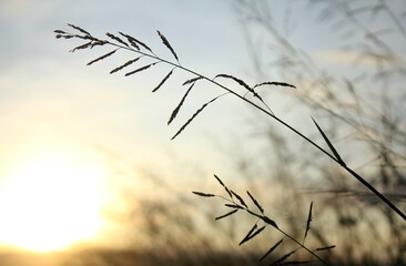 Silhouette of grass in the morning