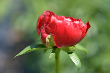 レッドレッドローズ　シャクヤク