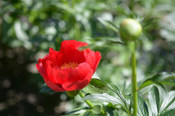 レッドレッドローズ　シャクヤク