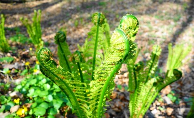 green fern in the garden