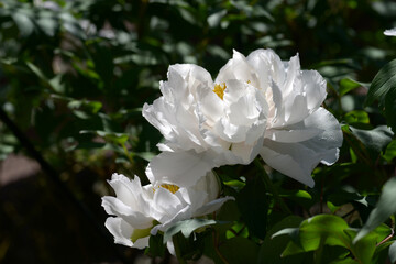 天空　ボタンの花