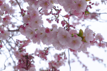 pink cherry blossom