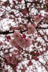 pink cherry blossom