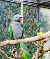 animal, parrot, bird