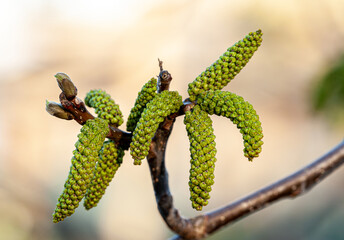 Walnut flowers. Walnut Juglans regia Catkins Flowers on a tree Close-up macro detail blooming spring green leaves of plants against the sky in the garden. Blooming walnut in spring, agriculture.
