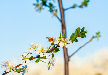 Plum flower in spring, Beautiful Flower in natural background, soft focus Blur Close-up.