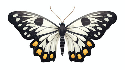 Black and white moth or butterfly with folded wings
