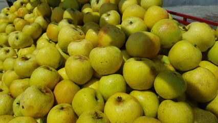 apples yellow color 
