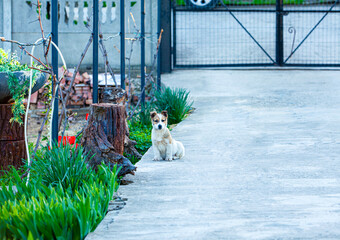 A small dog caught in the yard of the house while it was playing and is careful not to let thieves enter the fence of the house.