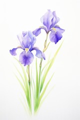 Naklejka na ściany i meble watercolor irises, intricate watercolor irises