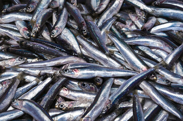 The Eupopean Anchovy (Engraulis Encrasicolus) at the local seafood market. Fresh fish concept.