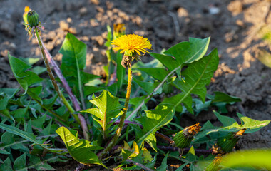 yellow dandelions in a meadow on a sunny day