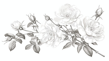 Elegant botanical drawing of beautiful dog roses gr