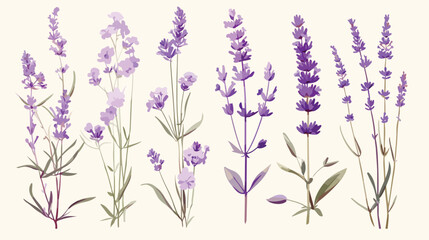 Elegant botanical drawing of lavender flowers and g