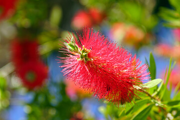 A Bottlebrush flower photographed close up on a sunny spring day.