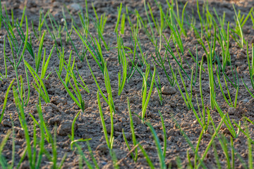 Green onions grow in the garden outdoors. Panorama. Growing organic vegetables. Greens to the table.