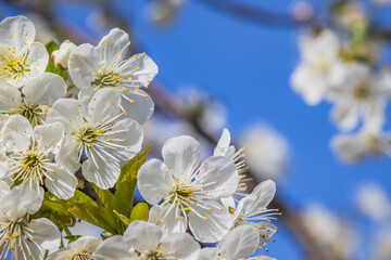 Bright white cherry blossoms. Cherry blossom in spring for background or copy space for text. Spring banner, branches of cherry blossoms against the blue sky in nature outdoors.