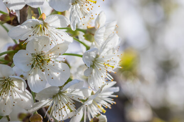 Close up of beautiful white flowers of fruit tree against blurred background on sunny spring day, selective focus. Spring background with fruits tree blooming.