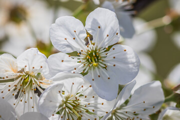 Close up of beautiful white flowers of fruit tree against blurred background on sunny spring day, selective focus. Spring background with fruits tree blooming.