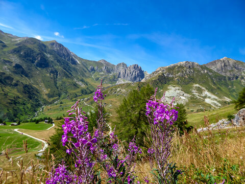Selected focus of purple flower with scenic view of mountain sanctuary known as Santuario di San Magno in Castelmagno, Valle Grana, province of Cuneo, Piedmont, Italy. Saint Magnus stronghold