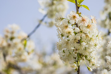 Bright white cherry blossoms. Cherry blossom in spring for background or copy space for text. Spring banner, branches of cherry blossoms against the blue sky in nature outdoors.