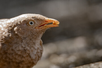 Close Up of a Yellow-billed Babbler With Blurry Background