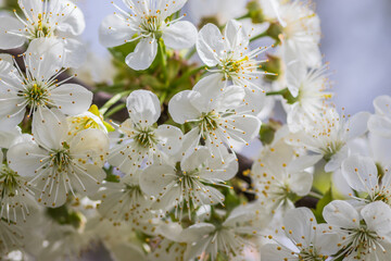 Close up of beautiful white flowers of fruit tree against blurred background on sunny spring day, selective focus. Spring background with fruits tree blooming.