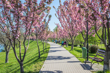 Park with velvet sakura flowers on a branch against a blue sky. Sakura flowers close up on a tree...