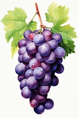A watercolor painting of a bunch of purple grapes with green leaves.