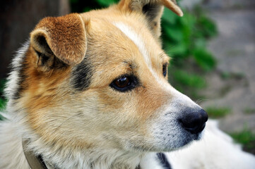 Red yard domestic dog with very sad intelligent eyes.