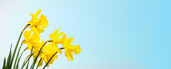 Obraz premium Yellow Narcissus or Daffodil flowers on blue sky background. Horizontal banner with empty copy space. Spring flowering.