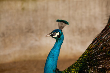 Peacock - peafowl with open tail, beautiful representative exemplar of male peacock in great...