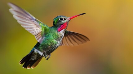 Beautiful wide-beaked colorful colibri bird flying against bokeh background - obrazy, fototapety, plakaty
