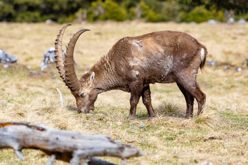 Alpine ibex in the austrian alps