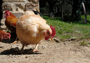 Getting close to a chicken outdoor on a farm 