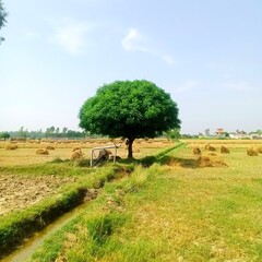 tree in the field beauty of nature