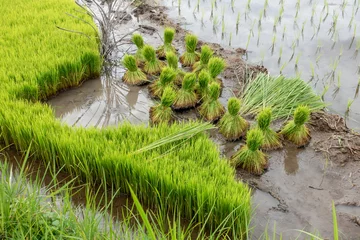 Gardinen Jonge rijstplantjes, gebundeld om uitgepoot te worden op de sawa in Bali, Indonesië  © ArieStormFotografie