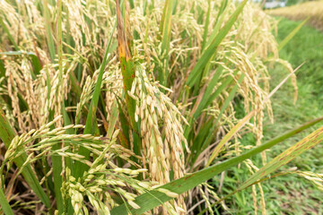 De aren van de rijstplant zijn geel en rijp, klaar om geoogst te worden.
