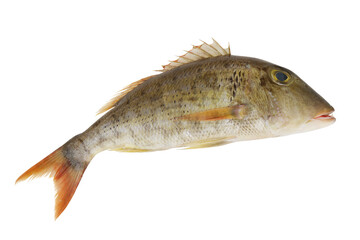 Fresh emperor fish isolated on white background