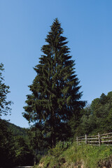 Beautiful sunrise in mountains with white fog below panorama