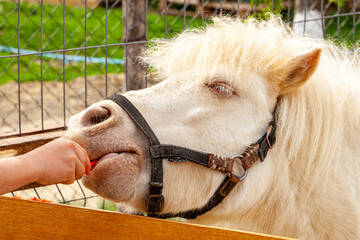 a child feeds the horse with a carrot from his hand and is very happy to have such an opportunity.