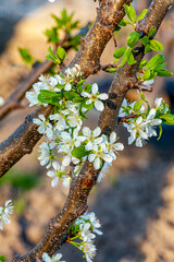 Plum flower in spring, Beautiful Flower in natural background, soft focus Blur Closeup.