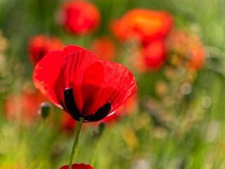 Bright red poppies in a lush green meadow background. Summer is coming.
