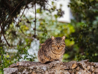 Naklejka na ściany i meble A stray cat looks at us suspiciously, lying on a stone fence.