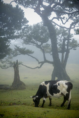 Cow pasture in foggy mistical Fanal Forest in Madeira Island, Portugal