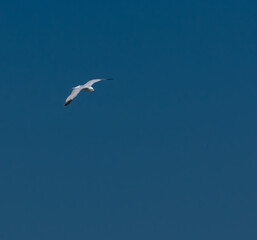 Fototapeta na wymiar Seagull flying through the skies of the Llobregat Delta.
